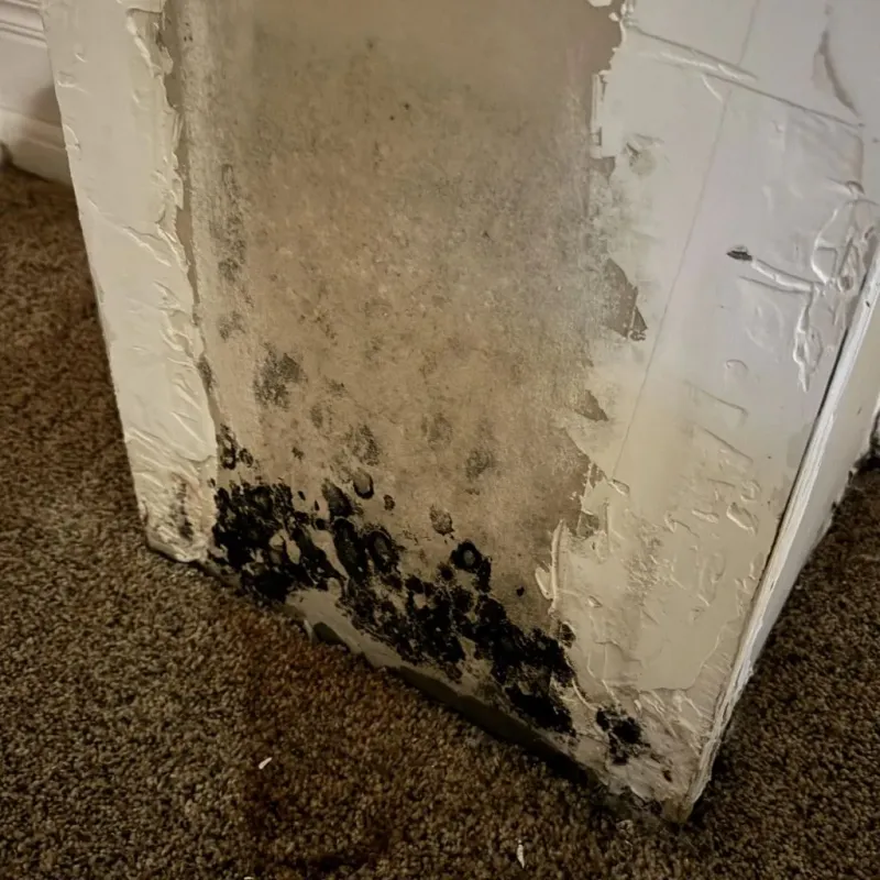 Professional Mold Removal in Lakemoor, IL